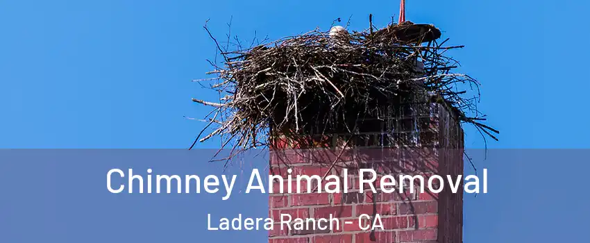  Chimney Animal Removal Ladera Ranch - CA