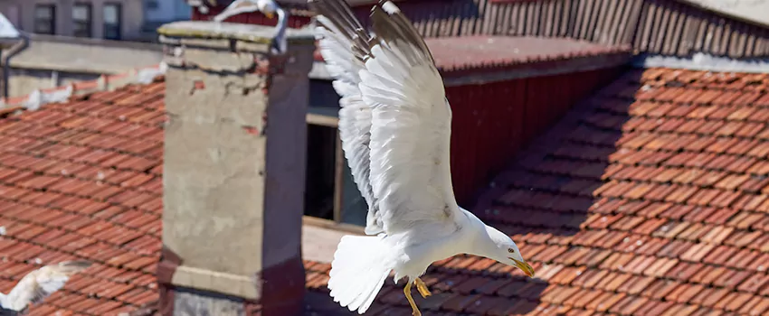 Residential Chimney Animal Removal Solution in Ladera Ranch, CA